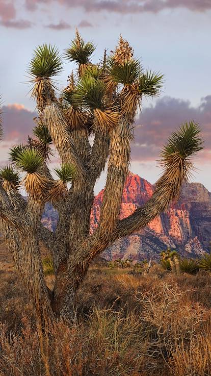 Parc National de Joshua Tree - Californie - Etats-Unis
