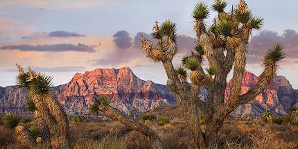 Parc National de Joshua Tree - Californie - Etats-Unis