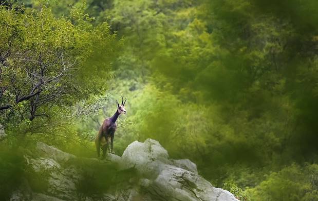 Parc National de Paklenica - Croatie