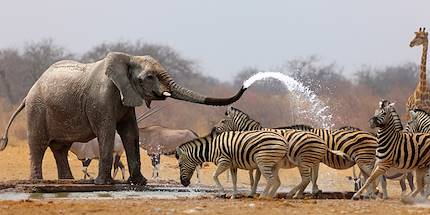 Eléphants et zèbres autour d'un point d'eau - Afrique du sud