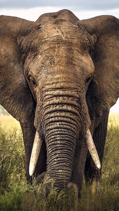 Rencontre avec les éléphants dans le parc Kruger - Afrique du Sud