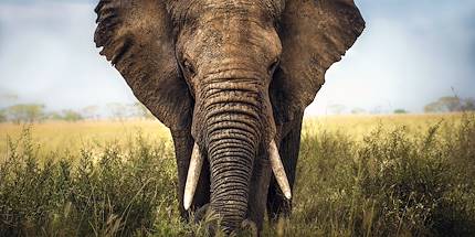 Rencontre avec les éléphants dans le parc Kruger - Afrique du Sud