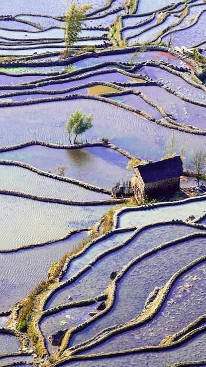 Rizières en terrasse des Hani de Honghe - Province du Yunnan - Chine