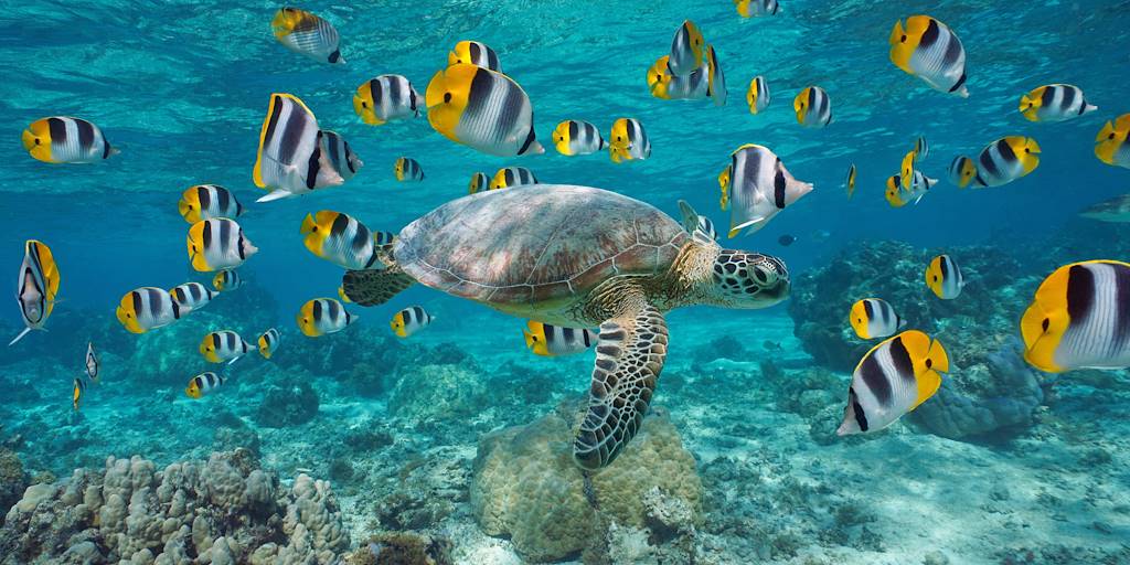 Tortue de mer en Polynésie française