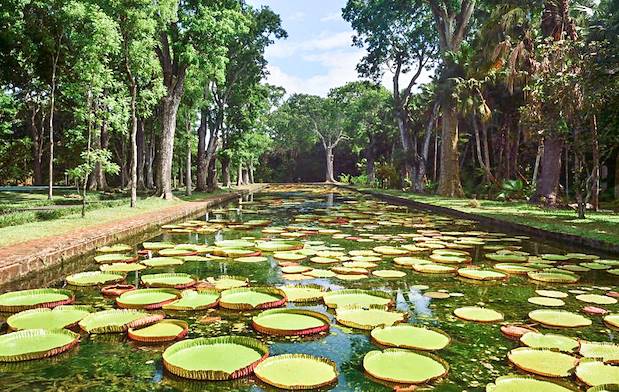 Le jardin de Pamplemousse - Ile Maurice