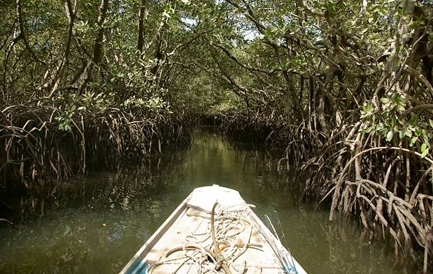 Immersion dans la mangrove - Sénégal