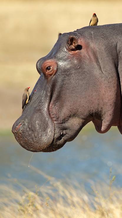 Hippopotame - Parc national du Liwonde - Malawi