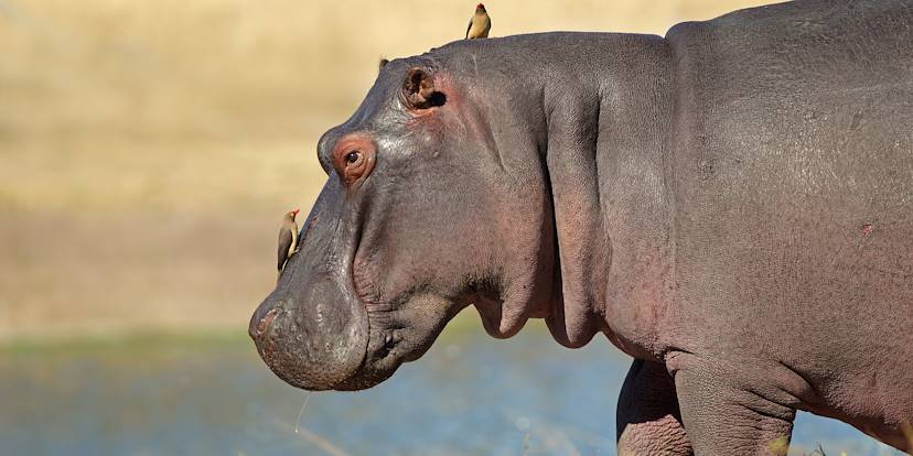 Hippopotame - Parc national du Liwonde - Malawi
