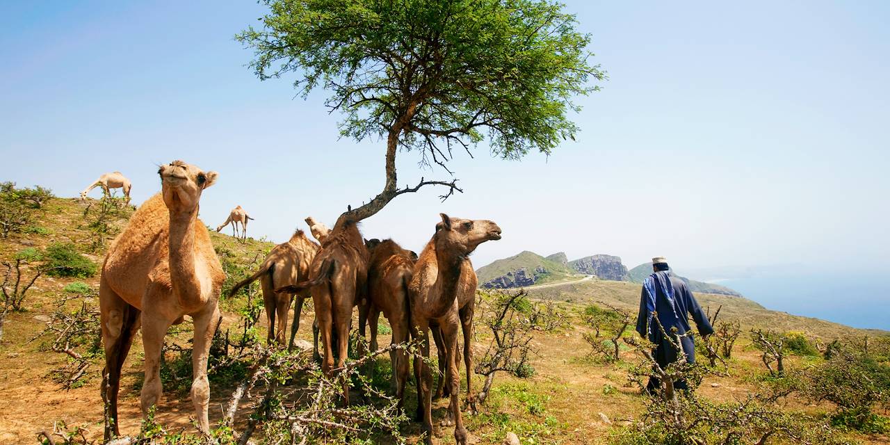Dromadaires dans le Jabal Al Qamar - Dhofar - Oman 