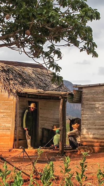 Vinales - Province de Pinar del Rio - Cuba