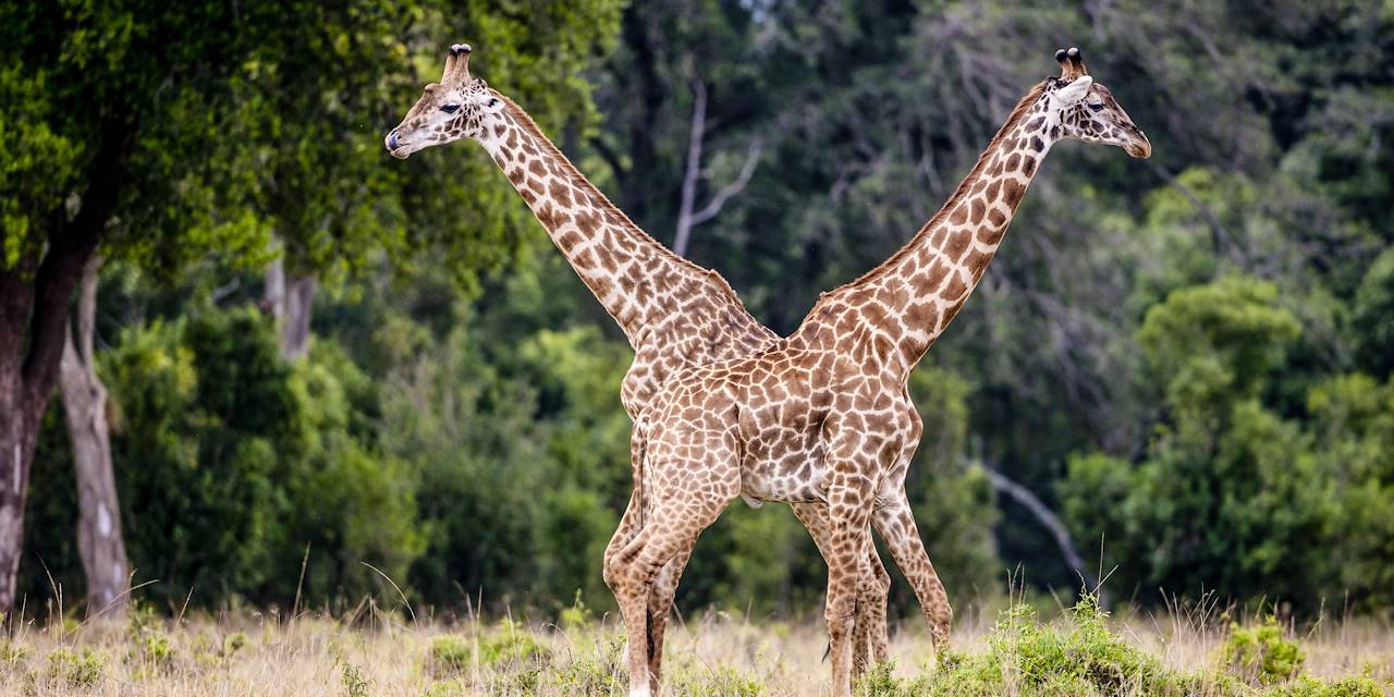 Girafes dans la réserve nationale du Masai-Mara - Réserve du Masai Mara - Kenya
