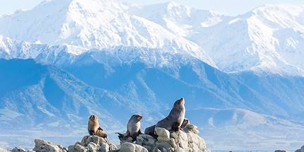 Kaikoura - Canterbury - Nouvelle-Zélande