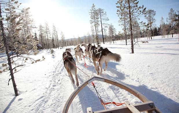 Traineau à chiens - Laponie - Finlande