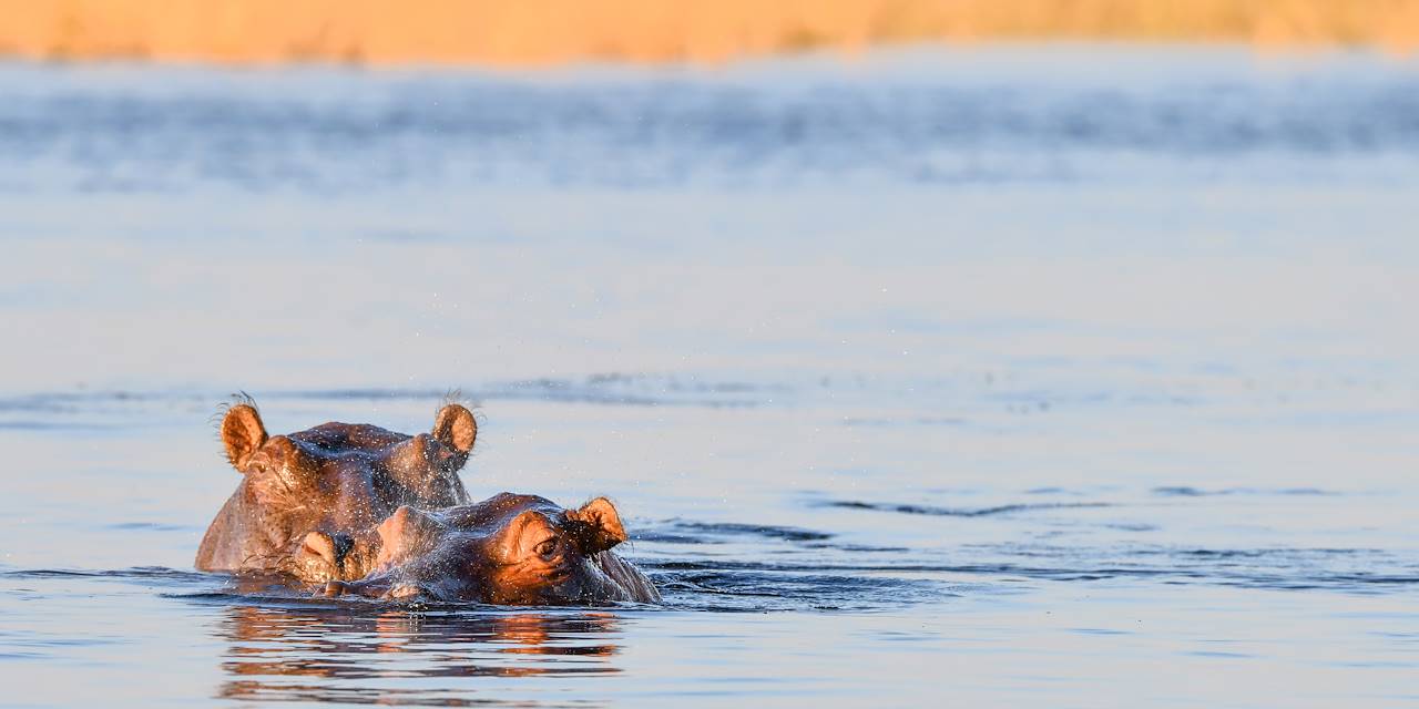 Hippopotame - Parc national de Chobe - Bostwana	