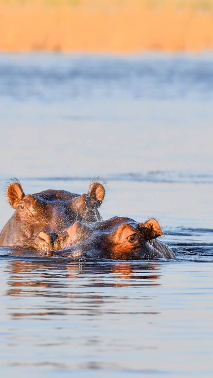 Hippopotame - Parc national de Chobe - Bostwana