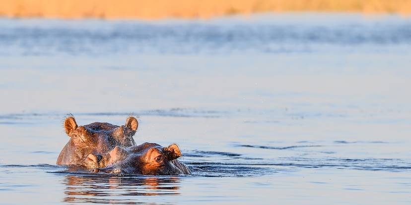 Hippopotame - Parc national de Chobe - Bostwana	