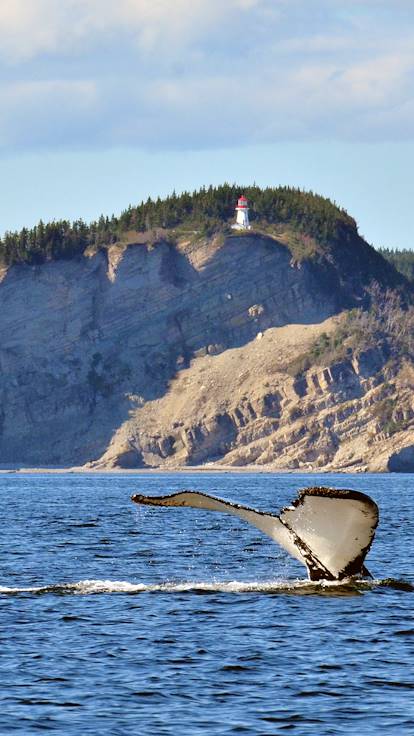 Baleines au large du cap Gaspé, dans le parc national du Canada Forillon - Québec
