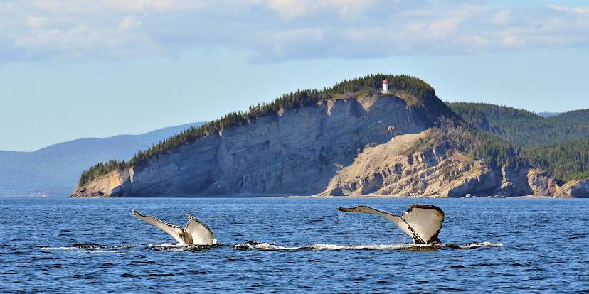 Baleines au large du cap Gaspé, dans le parc national du Canada Forillon - Québec