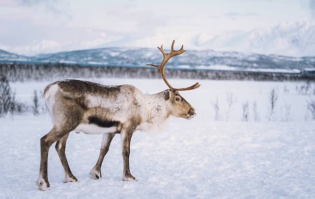Renne à Tromso - Norvège