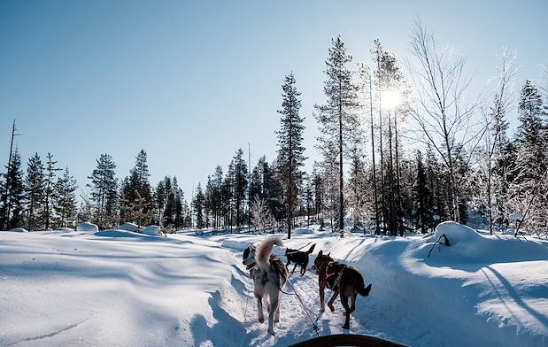 Balade en traîneau à chiens à travers la forêt enneigée -  Norvège