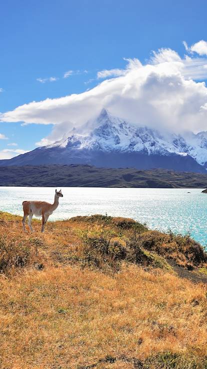 Lac Pehoe - Parc national Torres del Paine - Patagonie - Chili - Amérique du sud