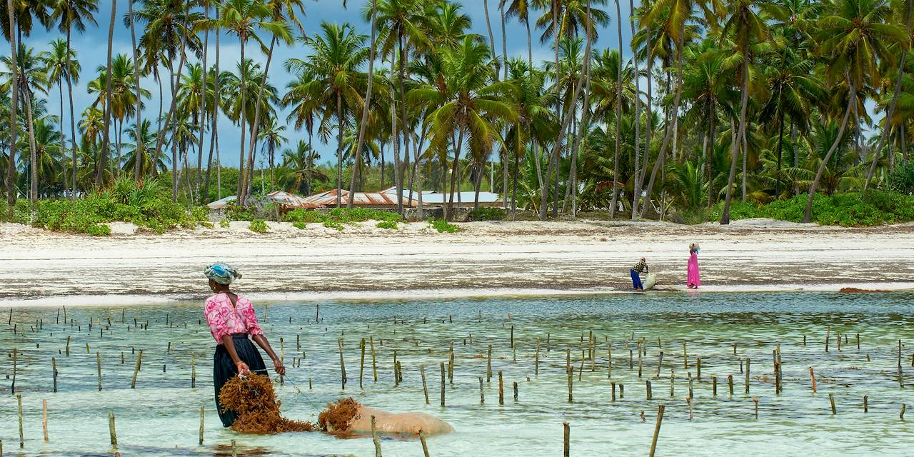 Collecte des algues sur la plage de Jambiani - Unguja - Zanzibar - Tanzanie