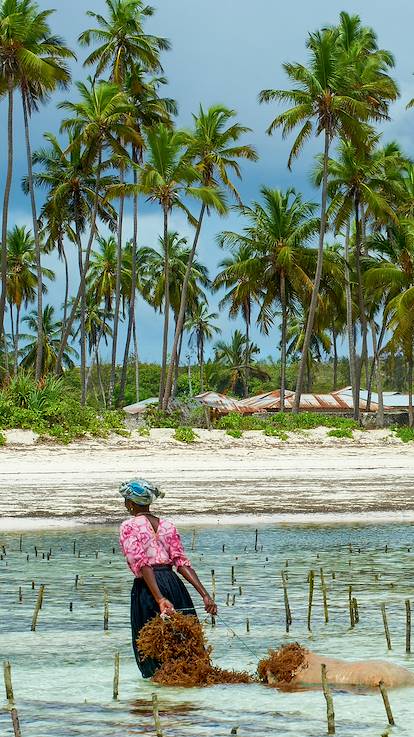 Collecte des algues sur la plage de Jambiani - Unguja - Zanzibar - Tanzanie