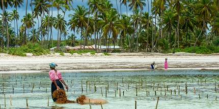 Collecte des algues sur la plage de Jambiani - Unguja - Zanzibar - Tanzanie