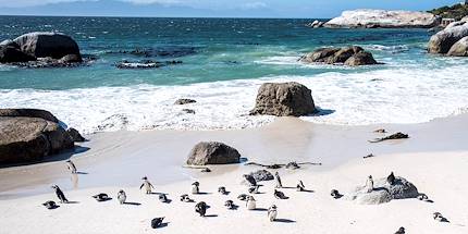La Péninsule du Cap : colonie de manchots sur la Boulders Beach - Le Cap - Afrique du Sud