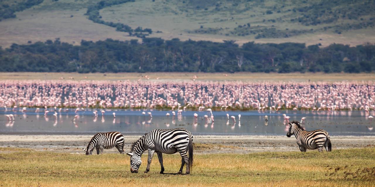 Faune dans l'aire de conservation du Ngorongoro - Tanzanie