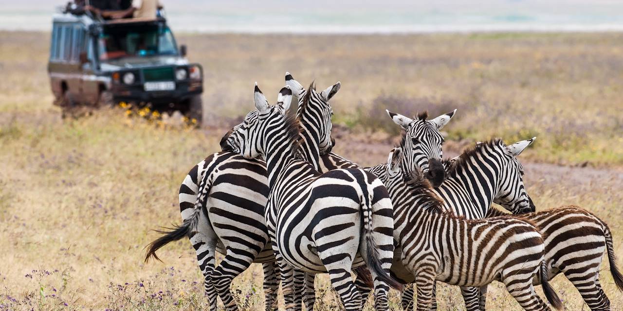 Groupe de zèbres en Tanzanie 