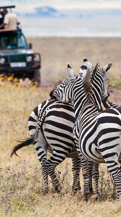 Groupe de zèbres en Tanzanie 