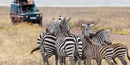 Groupe de zèbres en Tanzanie 
