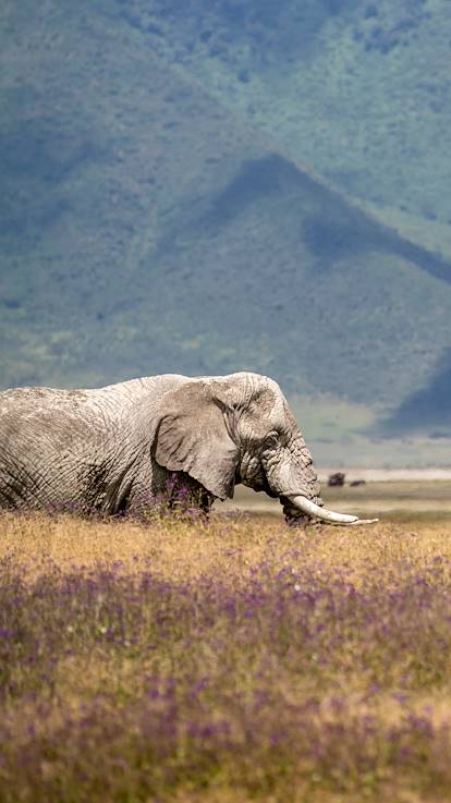 Safari au Cratère de Ngorongoro - Cratère de Ngorongoro - Nord - Tanzanie