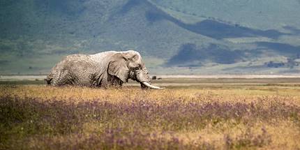 Safari au Cratère de Ngorongoro - Cratère de Ngorongoro - Nord - Tanzanie