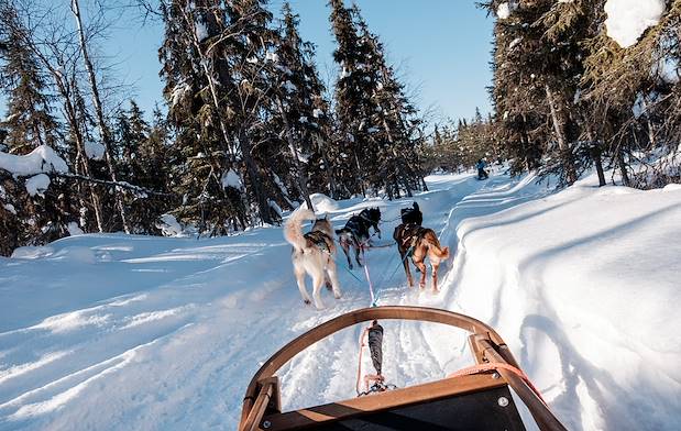 Safari en traîneau à chiens Husky à travers la forêt - Laponie - Finlande