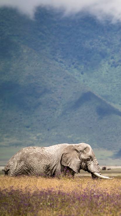 Safari au Cratère de Ngorongoro - Cratère de Ngorongoro - Nord - Tanzanie