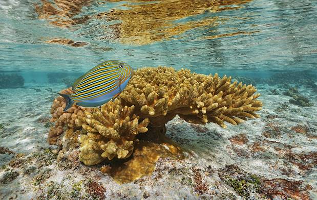 Poissons tropicaux au large de Tahiti - Polynésie Française