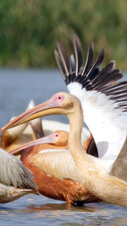 Parc national des oiseaux du Djoudj - Région de Saint-Louis - Sénégal