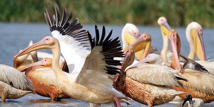 Parc national des oiseaux du Djoudj - Région de Saint-Louis - Sénégal