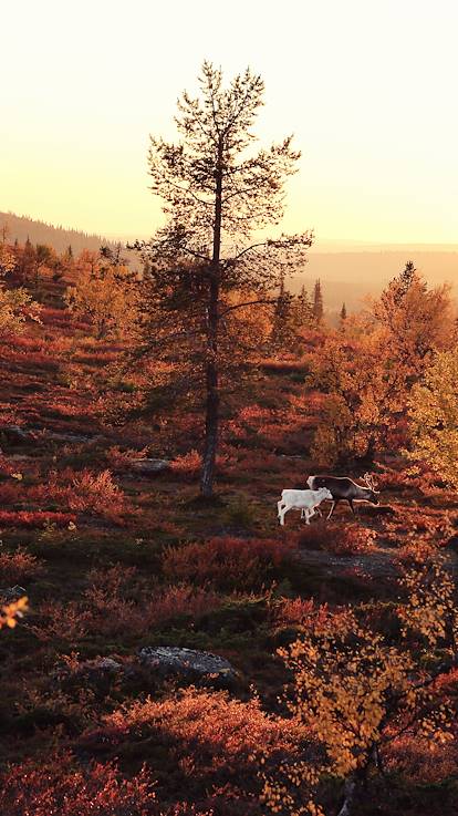 Parc national de Pallas-Yllästunturi - Laponie - Finlande