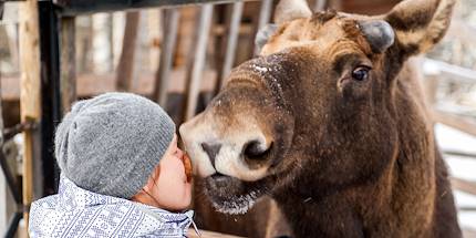 Enfant embrassant un orignal en Finlande
