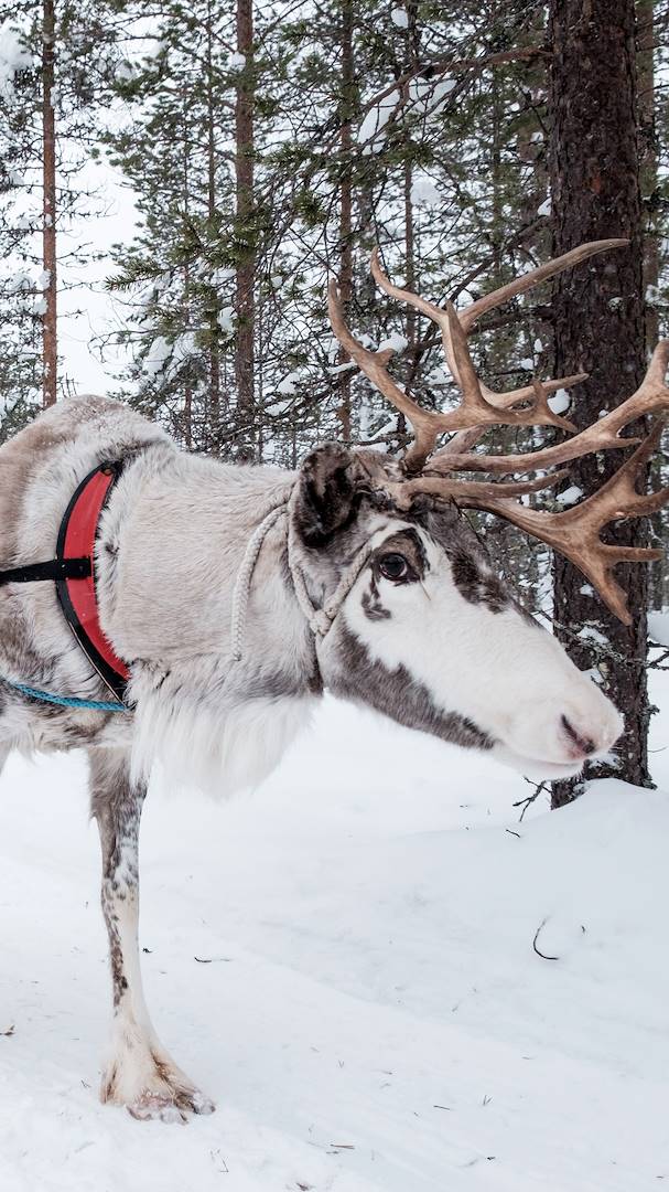 Rennes du Père Noël à Rovaniemi: Safaris & Excursions en Laponie
