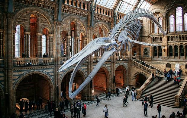 Musée d'Histoire Naturelle de Londres - Angleterre - Royaume Uni