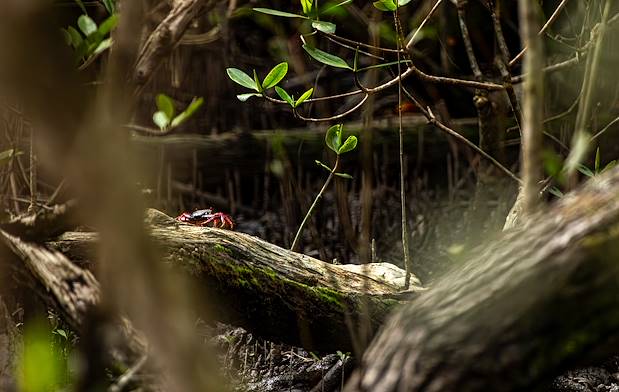 Crabe Touloulou dans la mangrove - Martinique