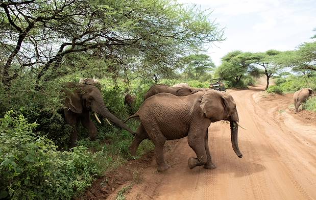 Rencontre avec les éléphants du parc Kruger - Mpumalanga - Afrique du Sud