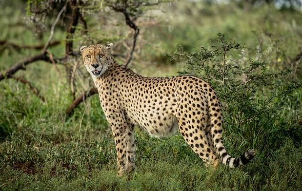 Guépard dans le parc Kruger - Afrique du Sud