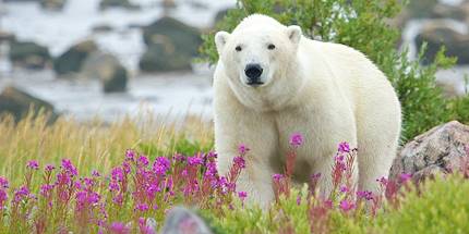 Ours polaire - Canada