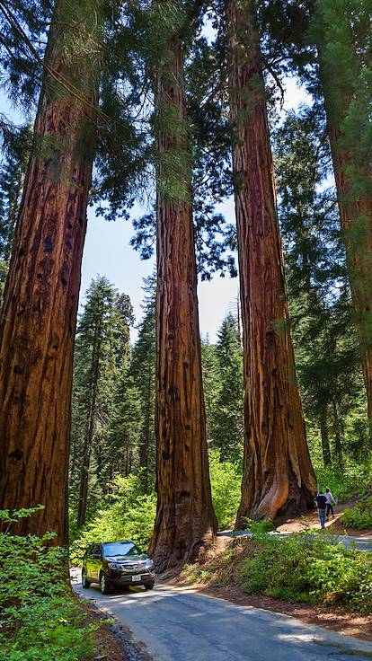 Parc national de Sequoia - Californie - Etats-Unis