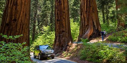 Parc national de Sequoia - Californie - Etats-Unis